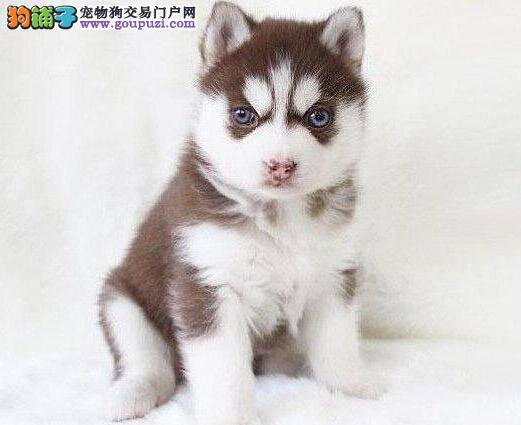 哈士奇可不可以吃零食 可以喂什么零食