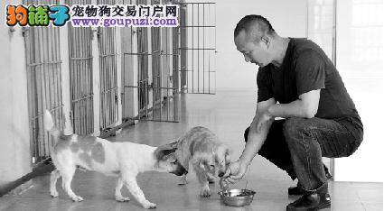 60岁老人一年花4万元寻找曾救自己命的贵宾犬