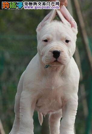 杜高犬这几天总呕吐腹泻是怎么了