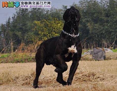 细数对卡斯罗犬身体健康有害的食物都包括什么