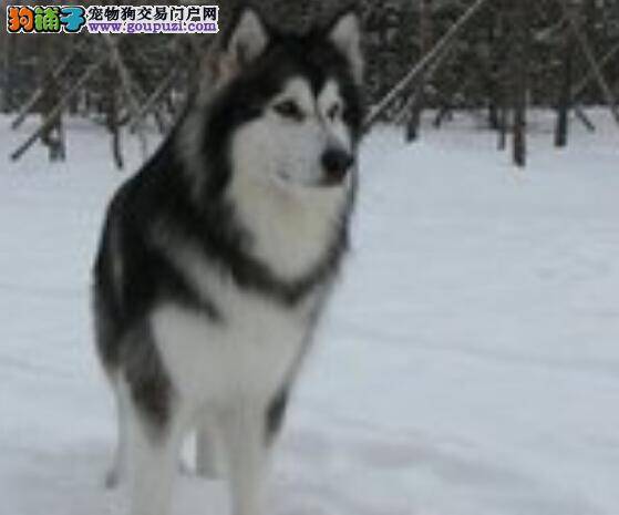 零基础学 阿拉斯加雪橇犬容易患上哪些疾病