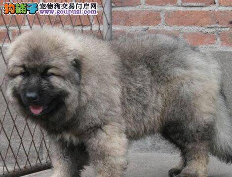 购买纯种高加索犬时最容易犯的错误
