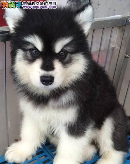 阿拉斯加犬感冒流鼻涕，打喷嚏有方法治疗吗