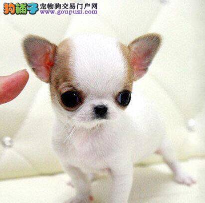 吉娃娃患上细小好几天了，有什么方法治愈吗