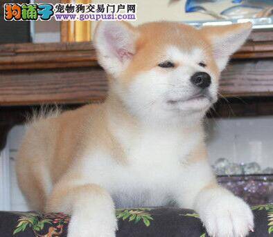 秋田犬不吃狗粮喜欢吃馒头是为什么