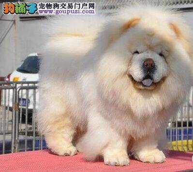 松狮犬吃完驱虫药拉稀，不吃不喝正常吗