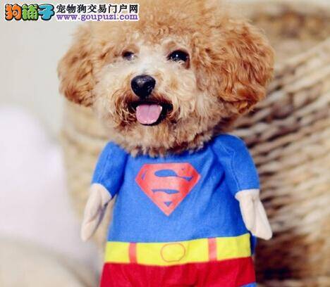 好狗不护食 训练贵宾犬不护食有哪些方法