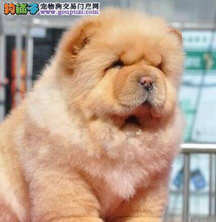 松狮犬发烧，流鼻涕该怎么治疗