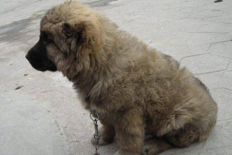 如何挑选出一只健康的高加索犬，最全面的知识大盘点