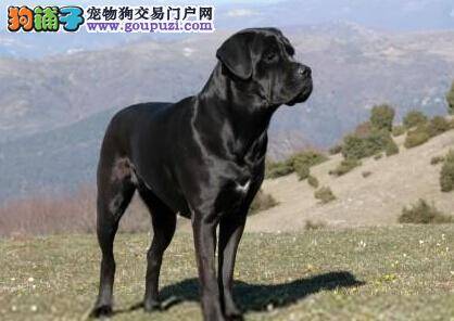 护理小常识 如何解决卡斯罗犬的眼疾问题