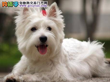 怎样饲养幼年的西高地