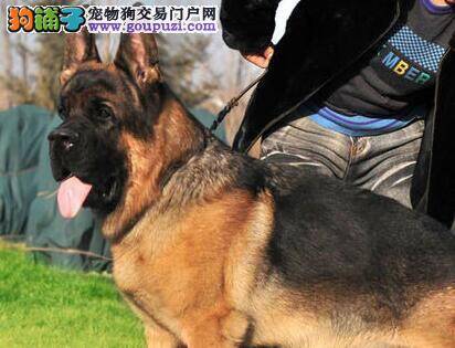 德国牧羊犬的大便有粘膜像鼻涕这是怎么了