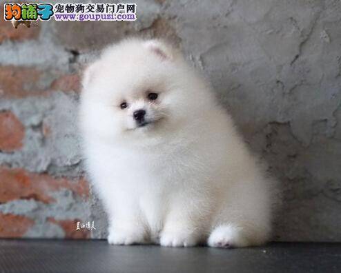 选狗不纠结 怎样挑选适合自己饲养的博美犬