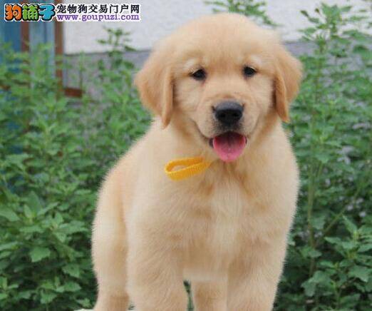 挑选纯种金毛犬要看哪些最基本的方面