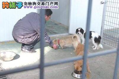 青岛收养服务基地收容二百余只流浪狗