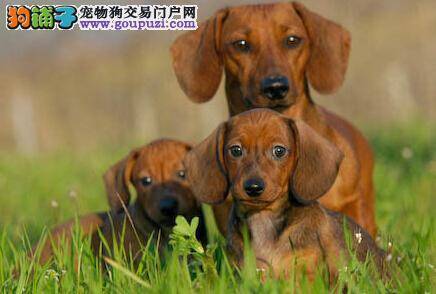 怀孕一本通 科学护理产后的腊肠犬