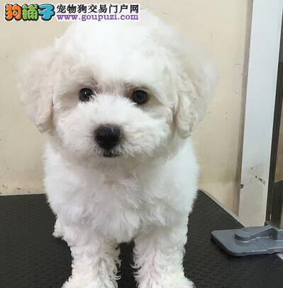 皇家比熊犬拉肚子原因在这里