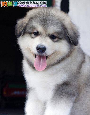 阿拉斯加犬突然精神不振这是为什么