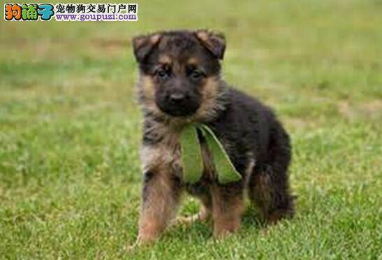 如何治疗德国牧羊犬的冠状病毒