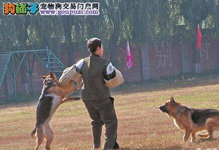 解密黑龙江警犬基地内训练功勋犬的过程