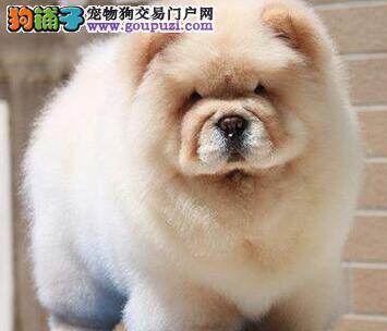 外出期间松狮犬不上厕所应如何训练