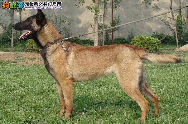 了解马犬体味来源，才能对症下药有效解决