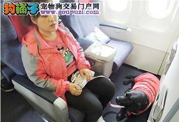导盲犬“珍妮”出现在飞机头等舱成为“小明星”