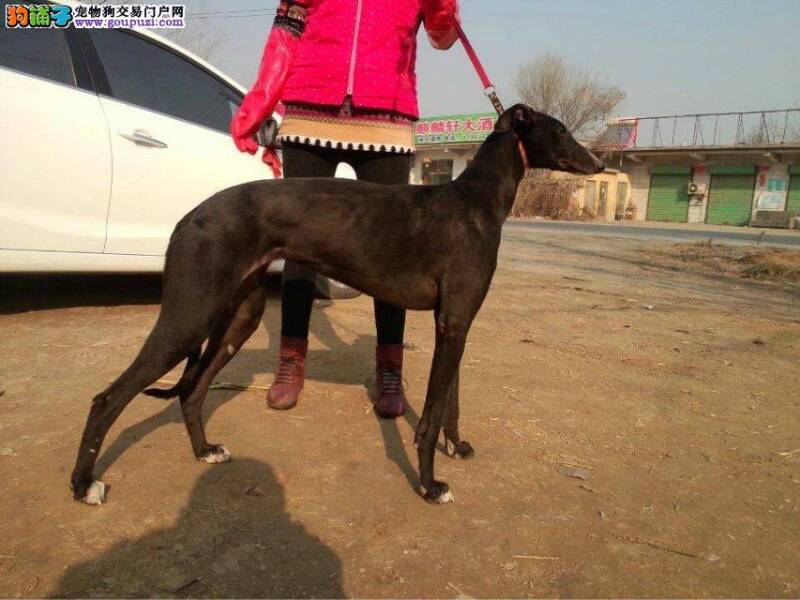 格力犬后腿僵硬不知道该怎么办