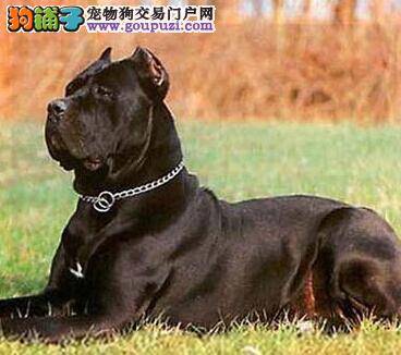 炙热三伏天 如何让卡斯罗犬成功躲避高温的考验