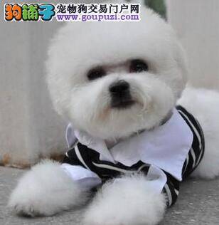 比熊犬在冬季是否需要大补