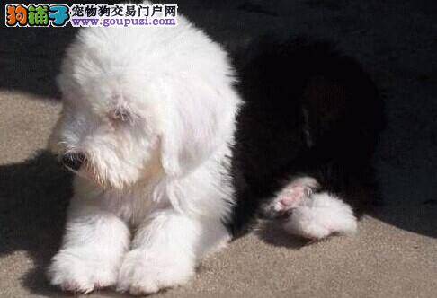 给古代牧羊犬吃狗粮的重要举措