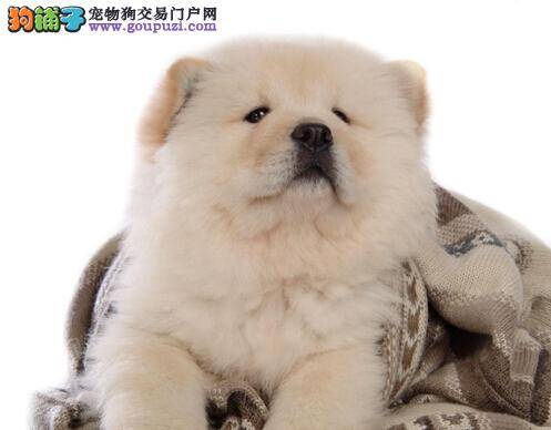 珍爱健康远离热源 如何预防和处理松狮犬的烫伤