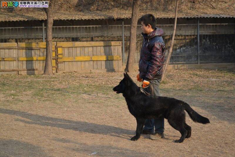 比利时牧羊犬开始拉稀，求专家指点