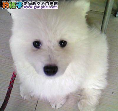 银狐犬不知道怎么回事，吃东西就吐