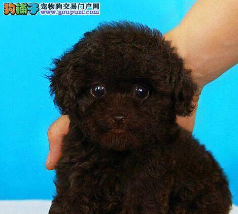 不知道为什么泰迪犬吃的很多，就是长不胖