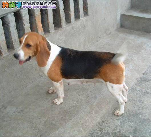 多与外界接触会让比格犬更加健康