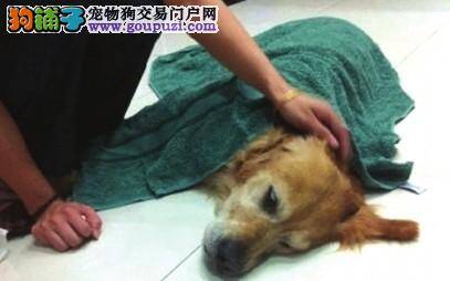 网友们留言一起追忆那些陪我们走过岁月的爱犬们