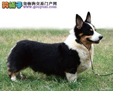 怎么给柯基犬滴眼药水，求解答