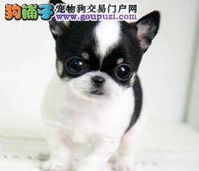 吉娃娃最近总拉稀，不吃东西是怎么了