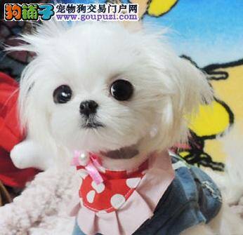 购买饲养马尔济斯犬注意事项