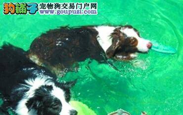 炎炎夏日 看众多萌犬如何避暑度夏