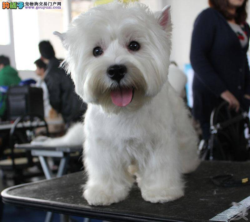 告诉你西高地犬爱用舌头舔人的原因