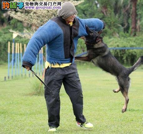 狗王身价逾300万，训练有素一秒变恶犬扑咬猎物