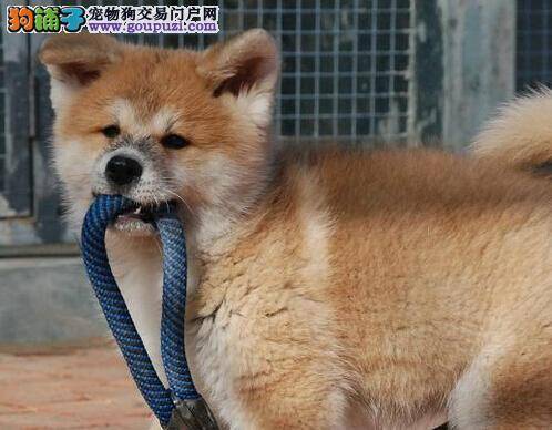 宠物护理基本大全 怎么护理换毛期间的秋田犬