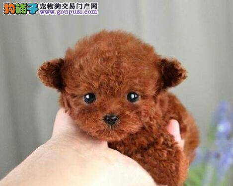预防狗狗生病措施 怎样保持泰迪犬的身体健康