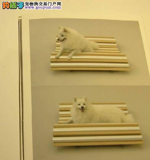 东京举办“宠物狗的建筑物展”持续到今年年底
