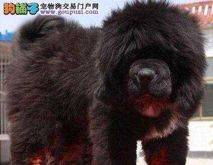 藏獒尿多，拉稀应怎么办 求解答