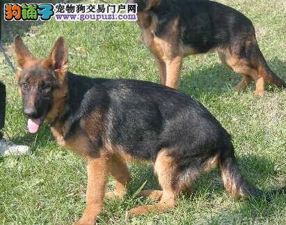 宠物医生告诉你德国牧羊犬小便很黄是什么问题