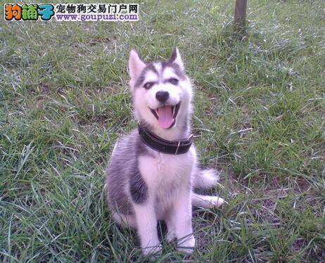 除臭找原因 哈士奇的耳朵散发臭味如何防治