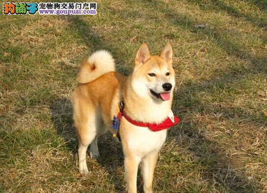 新宠主如何让柴犬学会作揖本领